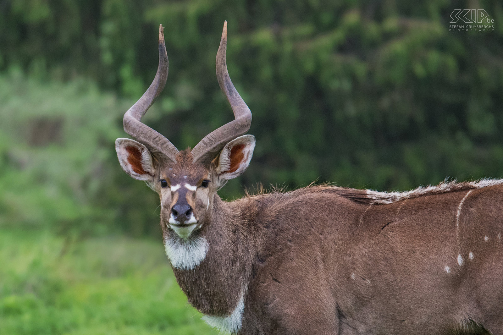 Bale Mountains - Dinsho - Mountain nyala  The mountain nyala was the last big antelope discovered by scientists. In the Bale Mountains there are still an estimated 3700 Stefan Cruysberghs